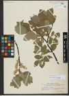 Foto von Salix hastata L.
